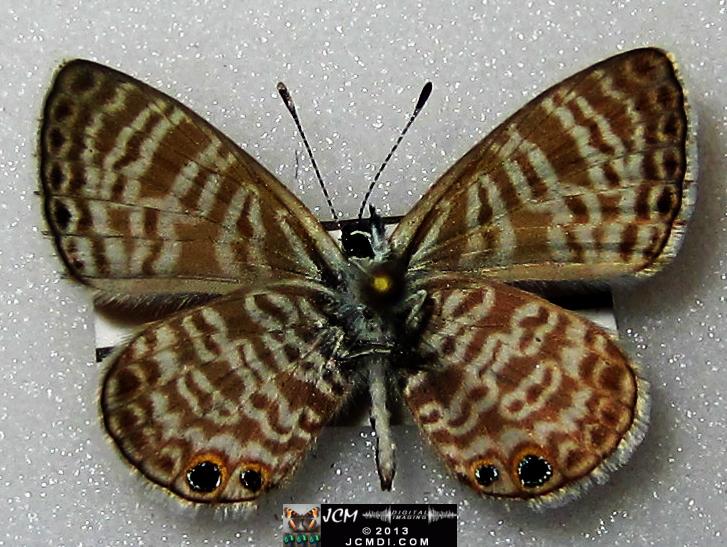 Leptotes marina (Marine Blue Butterfly images)